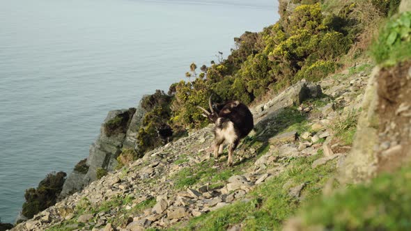 Pair Of Feral Goats Grazing Under Sunlight By The Coast Of Valley Of The Rocks, North Devon In Engla