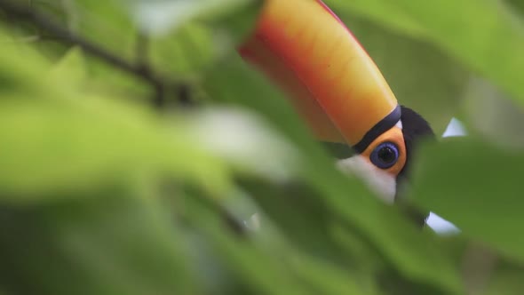 Slow motion shot of a Ramphastos Toco head and bill framed by green jungle leaves