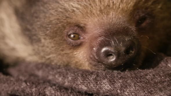 Rescued baby sloth wrapped up in a blanket