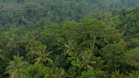Aerial Dolly Shot of Small Rural Villages and Rice Plantations Hiding in the Thick Rainforests in