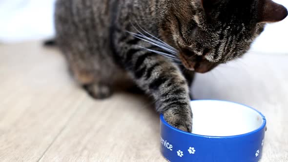 cute gray tabby cat eats food from a bowl and asks for more with his paw