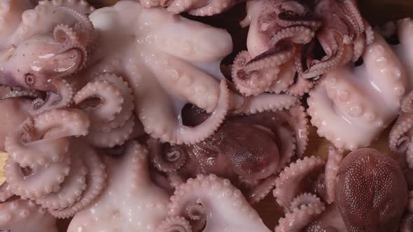 Fresh Baby Octopuses 03