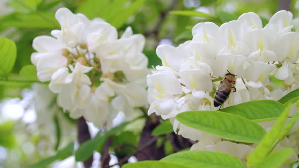 Honey Bee On The White Flowers