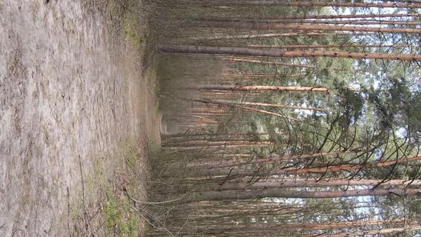 Vertical Video of a Road in the Forest Slow Motion