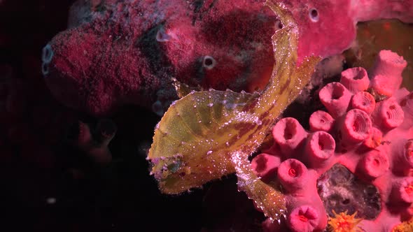 Yellow Leaf Scorpionfish (Taenianotus triacanthus) filmed from top sitting on tropical coral reef