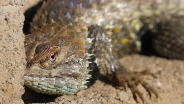 Desert Spiny Lizard Looks Around and Runs Away