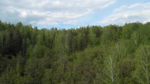 Fly in the dense Amazing forest