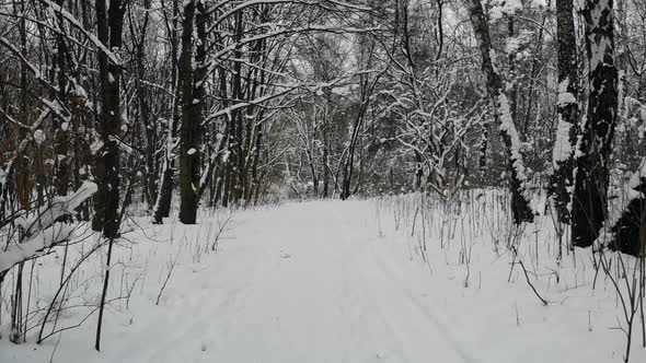 Walking in forest on hiking trail.