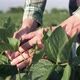 Agronomist's hands with soybean pods, soybean plants against the backdrop of sunlight - Agribusiness - VideoHive Item for Sale