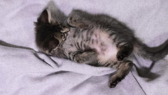 A Happy Gray Kitten Spins Stretches and Rests on a Gray Background