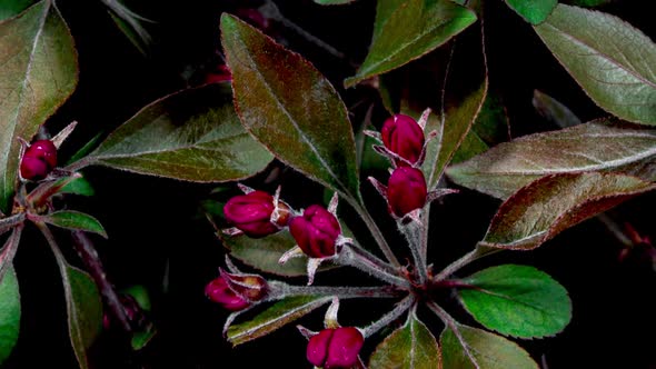 Crab Apple Fuchsia Flower Blooming in Time Lapse On a Black Background. Fruit Trees in Spring