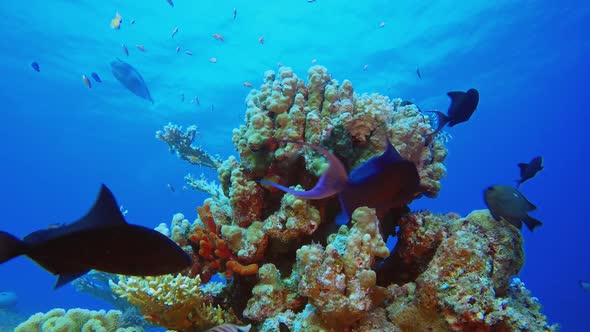 Underwater Scene Tropical Reef