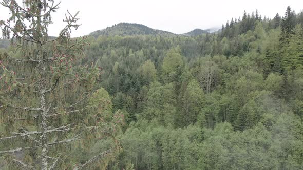 Spruce in the Forest. Slow Motion. Carpathian Mountains. Ukraine. Aerial. Gray, Flat