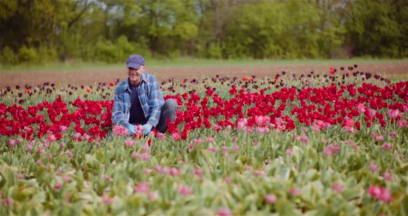 Farmer Working at Tulips Flower Plantation in Netherlands