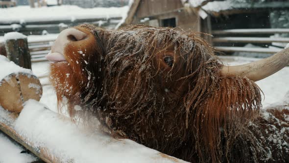 Funny Scottish Highland Cow in a Cattle Paddock Begs for Food Sticking Out Tongue Snowfall and