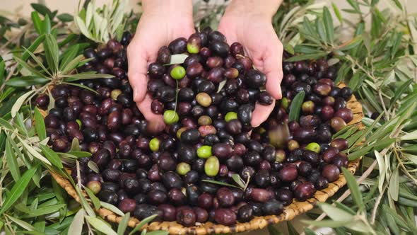 Olives Harvest Organic Cultivation
