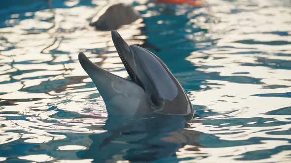 Dolphin in the Pool