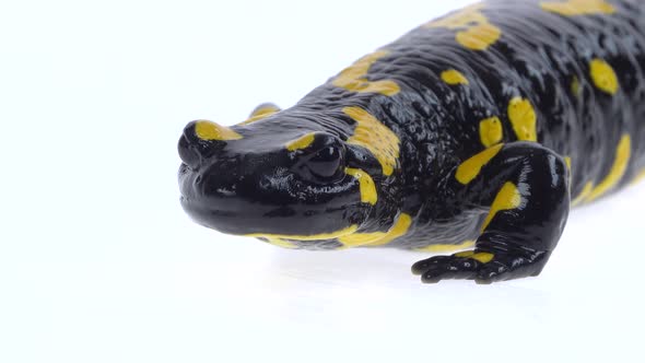 Salamandra Maculosa in White Background.