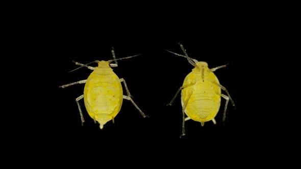 Aphid Under a Microscope, an Insect Living on Leaves of Trees and Shrubs, Feeds on Plant Sap, Many