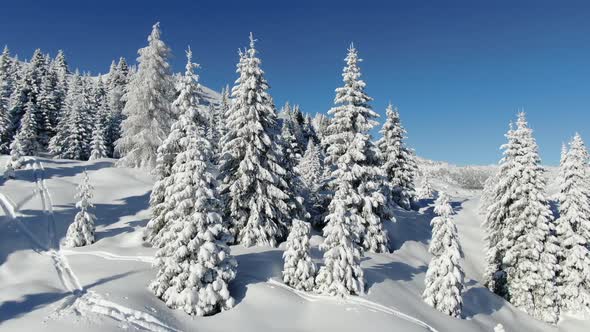 Alpine Snow Trees