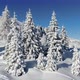 Alpine Snow Trees - VideoHive Item for Sale