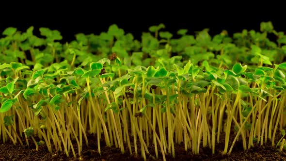 Rape Growing on Black Background