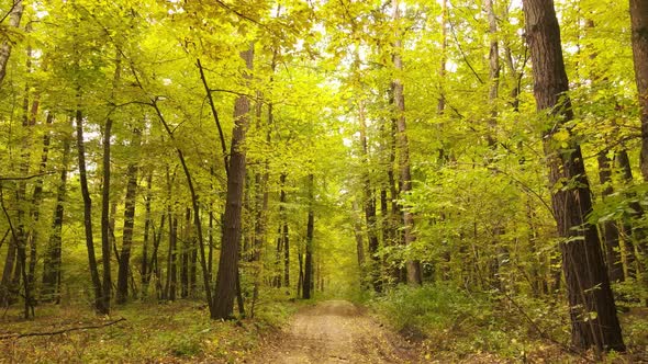 Autumn Forest with Trees By Day