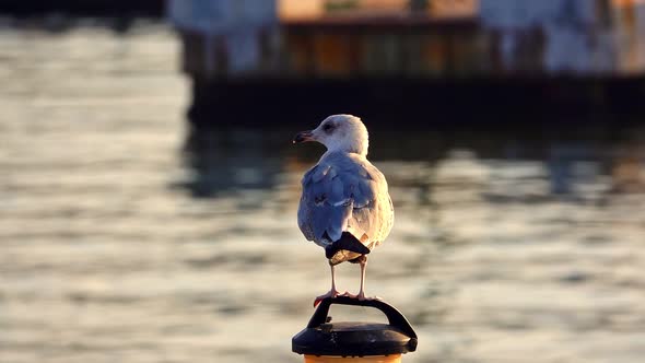 Seagull On The Pole