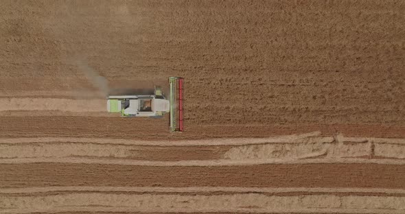 Combine harvesting Wheat grains in a large field, Drone footage.