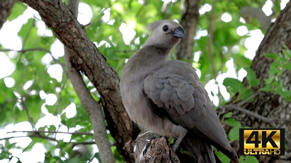 Grey Lourie Go Away Bird.Jpg