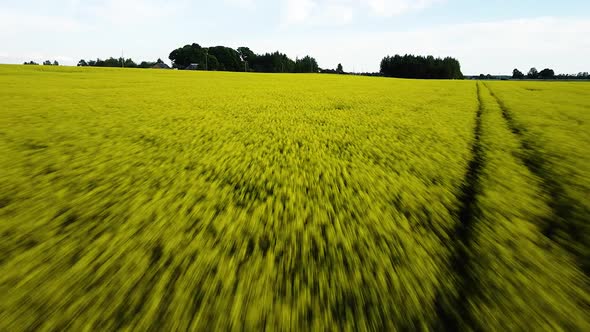 Aerial flight over blooming rapeseed (Brassica Napus) field, flying over yellow canola flowers, idyl