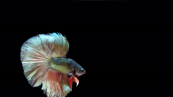 Multi-color Siamese fighting fish