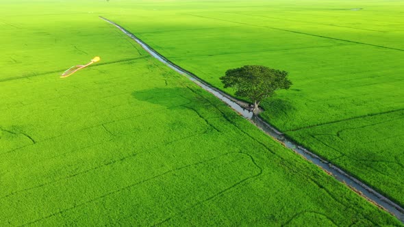 Peaceful landscape with alone tree, kites and green fields in the countryside