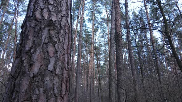 Forest Landscape Aerial View Slow Motion