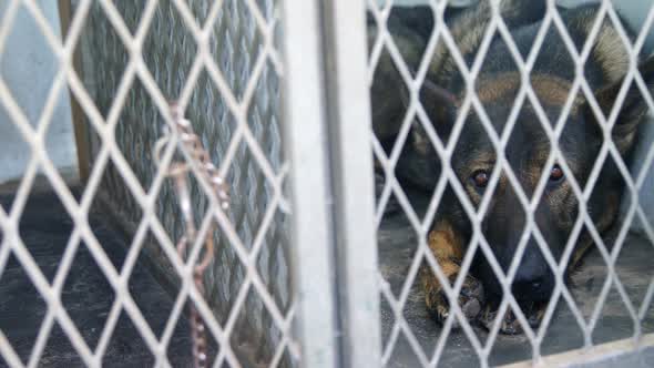 Shepherd dog sitting in the cage