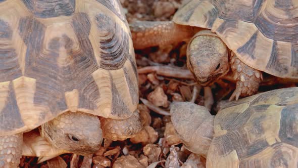 angry turtles fighting .Panning with a large tortoise walking on the soil with little rock. Big Sey