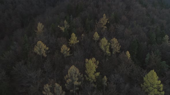 Flying towards dark forest with large conifer trees changed to yellow in fall