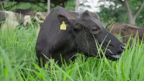 Herd of dairy cows eat organic grass in green meadow pasture field.