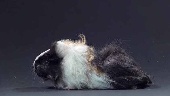 Abyssinian Guinea Pig Pet with Black White and Orange Fur Coat at Black Background. Close Up