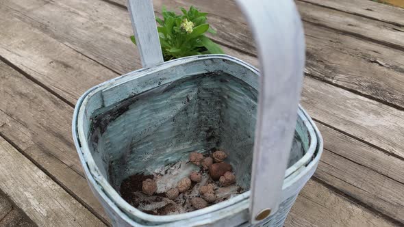 Gardeners Hands Planting Flower in Pot with Drainage