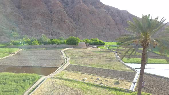 Rice fields among mountains and palm trees.A beautiful and quiet area.A region in the desert with pl