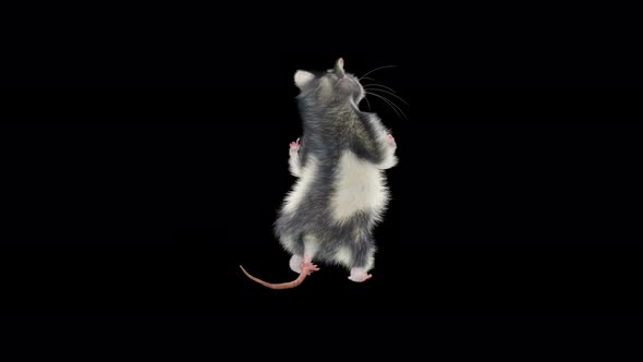 Rat Dancing 4K