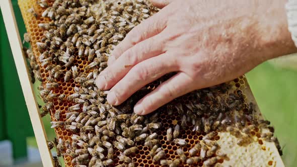 a beekeeper keeps a wooden frame with honeycomb and bees. Close-up of honey bee