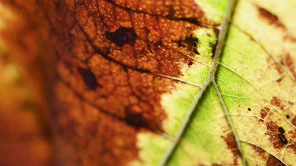 Dry Leaf Inspection