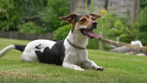 Cute little Jack Russel Terrier Pet outdoors in garden playing with master, fawning tail