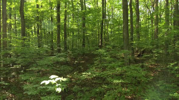 Lush green vegetation thriving in Canadian forest during sunny summer day