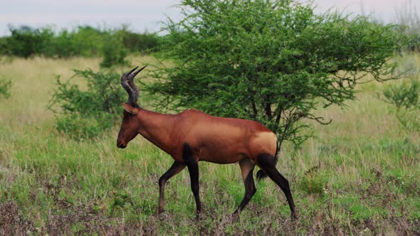 Wide Shot Of Majestic Red Hartebeest Walking In The Bush Of Central Kalahari National Park, Southern