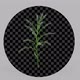 Plant Growth 14 01 - VideoHive Item for Sale