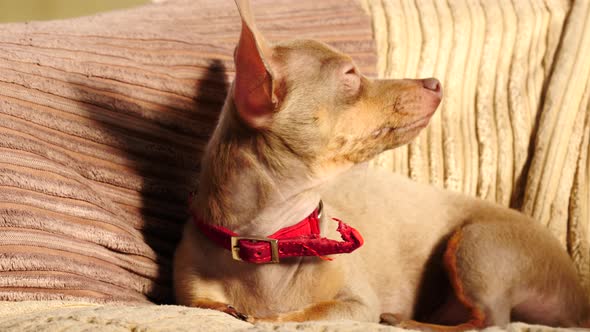 Little Dog Sitting on Couch