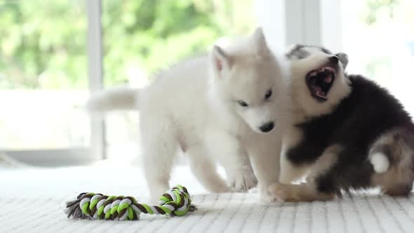 Two Puppy  Playing With Colorful Rope Toy